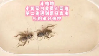 斗蛐蛐，小将军白黄勇斗两路，第二路遇到黑马青虫，打的难解难分