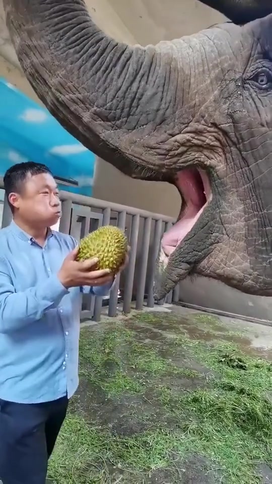 大象吃榴莲来了