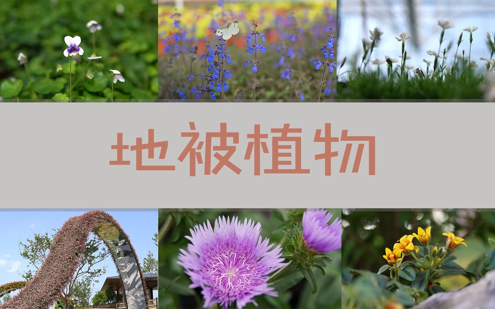 #笠歌推荐 地被植物介绍:欧石竹、头花蓼、达摩菊、铜叶鼠尾草、琉璃菊、熊猫堇、金叶金丝桃、绿角珊瑚、顶花板凳果(富贵草)、过路黄、贵州鼠尾草...