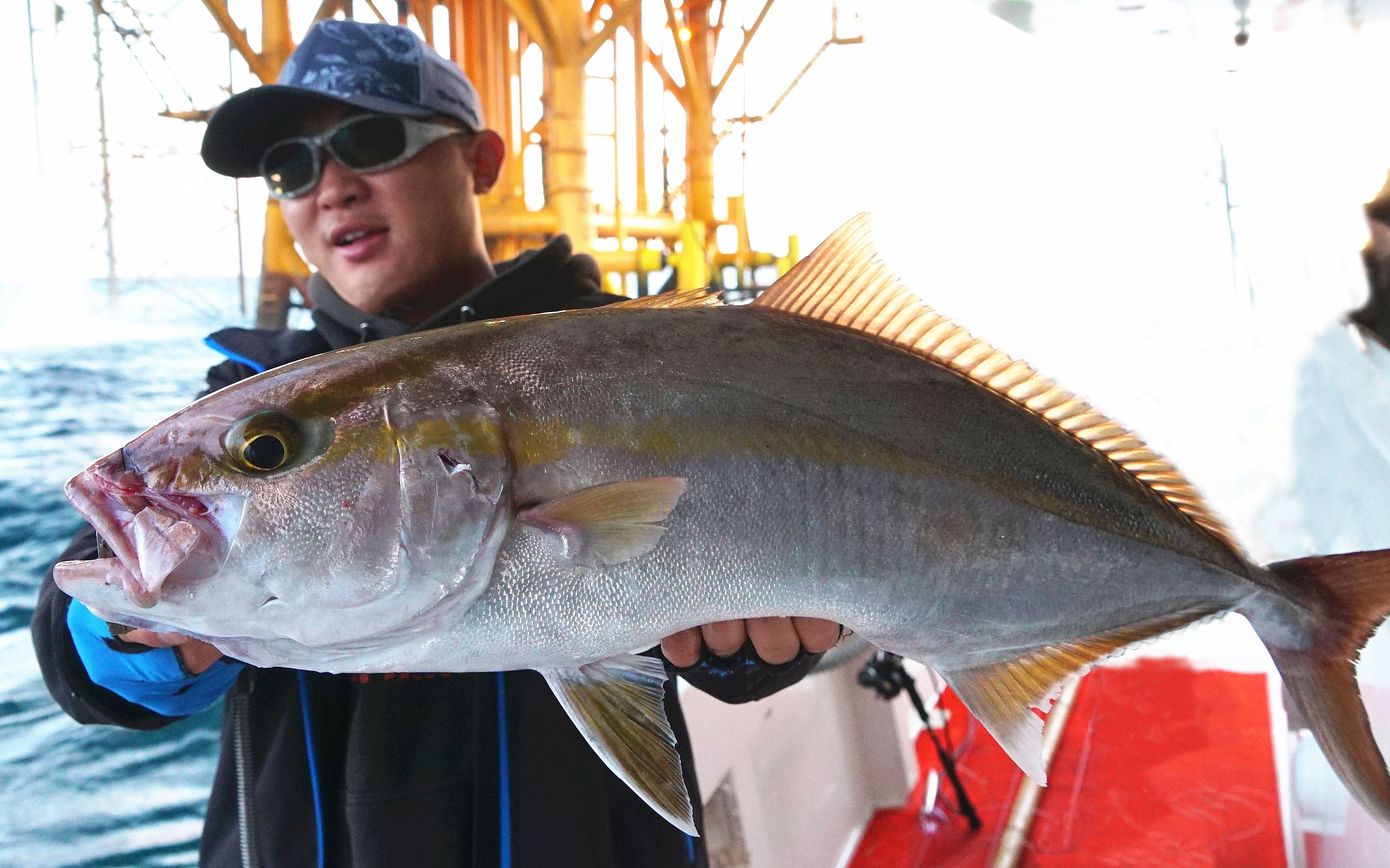 蓝旗鱼路亚 | 深海小抽抽,井架下大鱼咬不停!