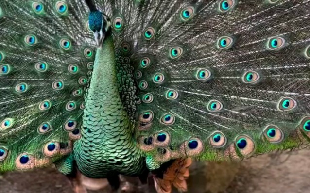 绿孔雀开屏.