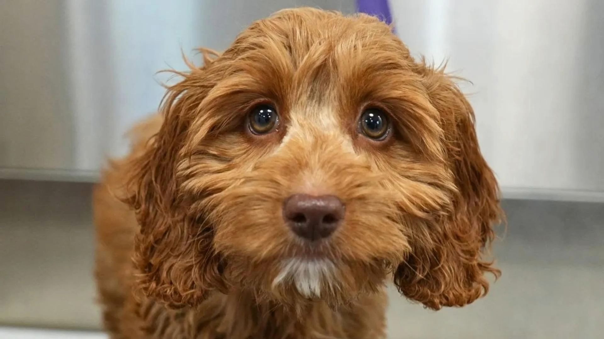 狗狗眼睛会说话,一眼就让人忍不住心软,可卡颇犬混血太会卖萌了