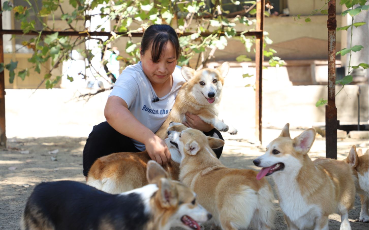 柯基养犬兄妹引进新犬种柯基犬小短腿跑起来太搞笑啦