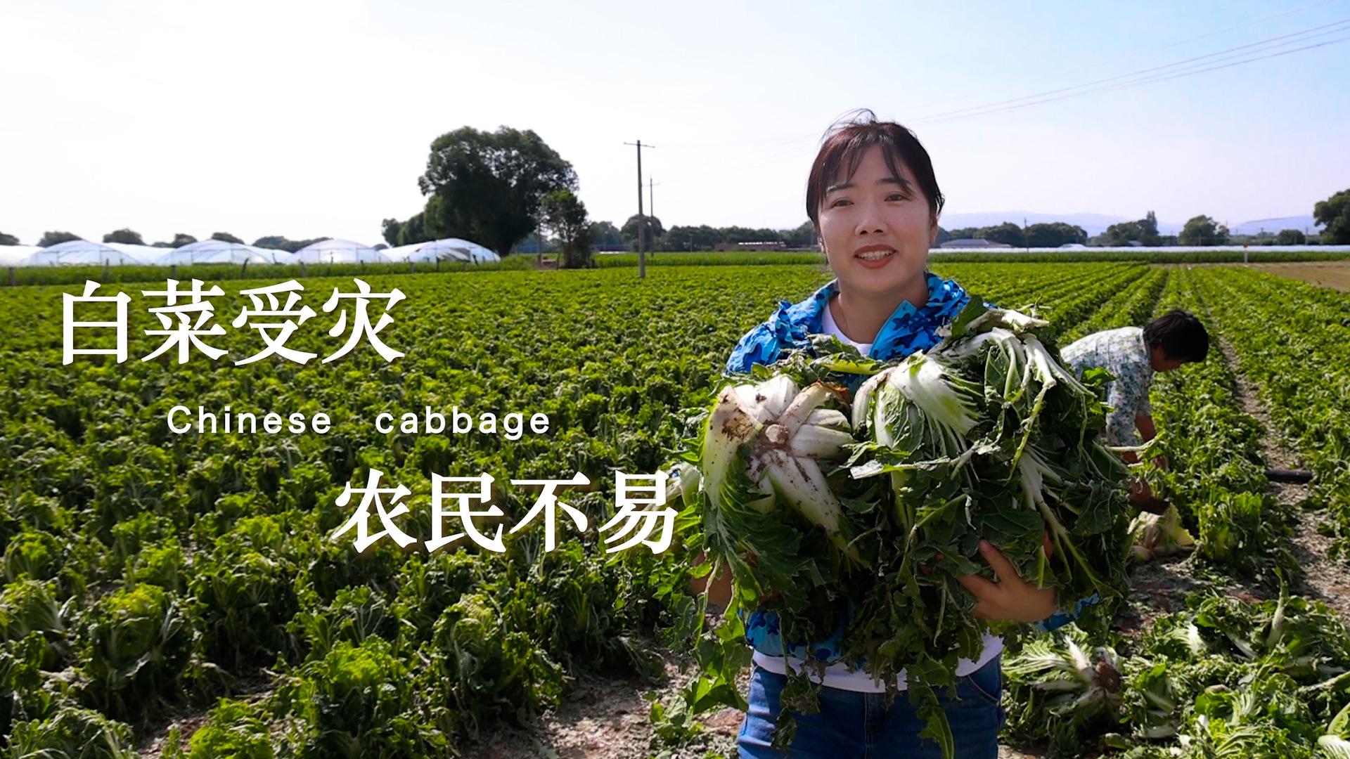 农民辛辛苦苦,一场冰雹所有付出付水东流哔哩哔哩bilibili