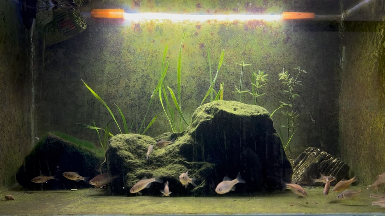 01.16-杭州蓝鼻子鳑鲏缸