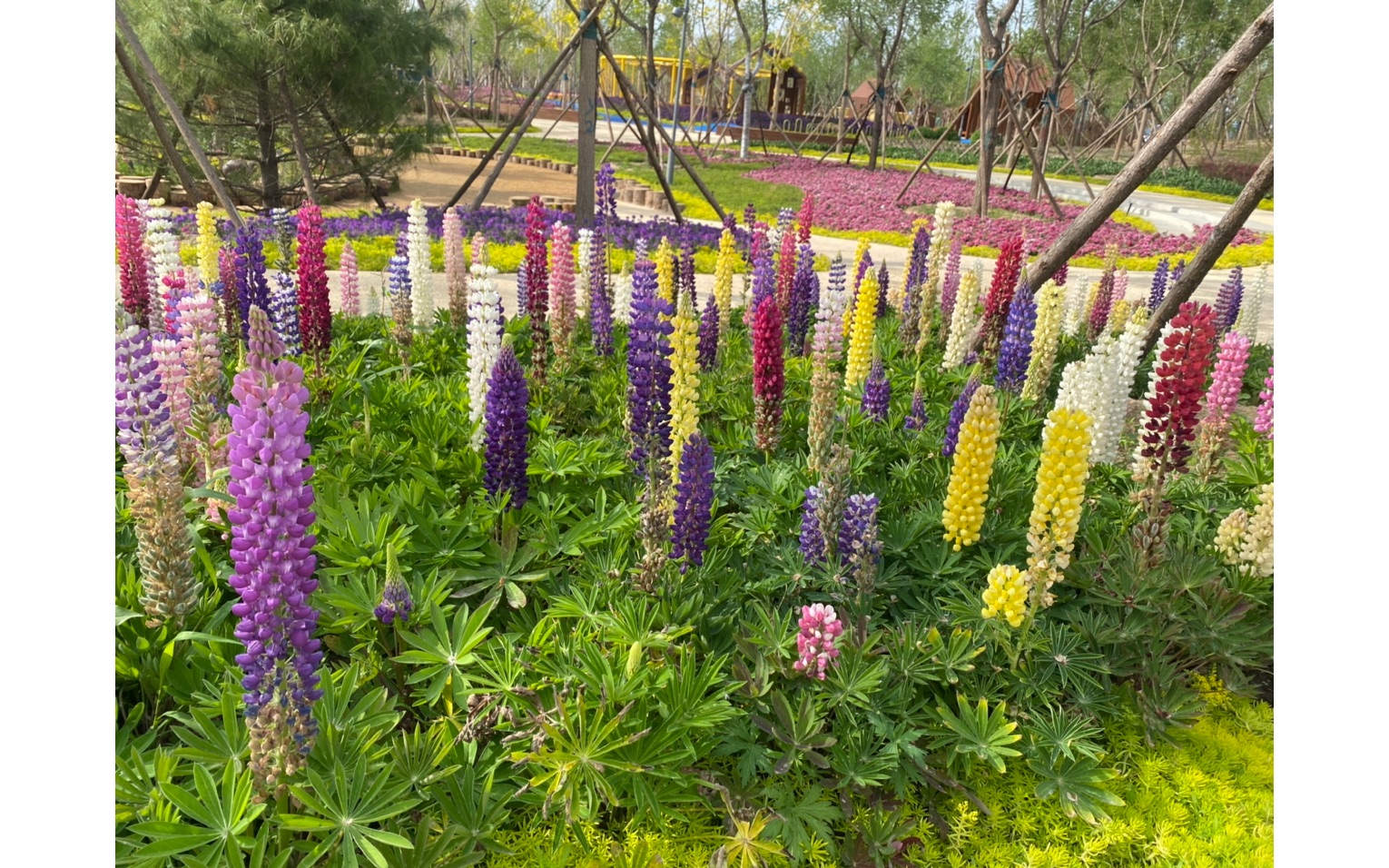 活动作品今天去公园了