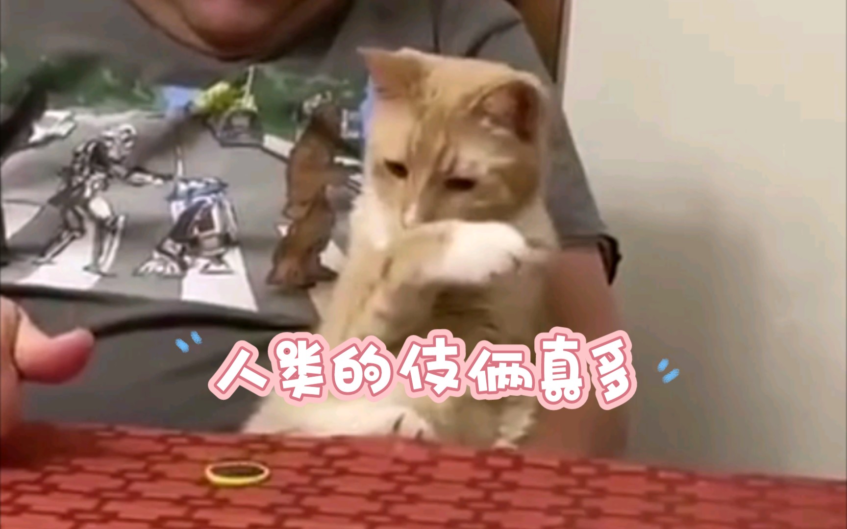 【猫星人 液体猫】猫咪行为鉴赏哔哩哔哩bilibili