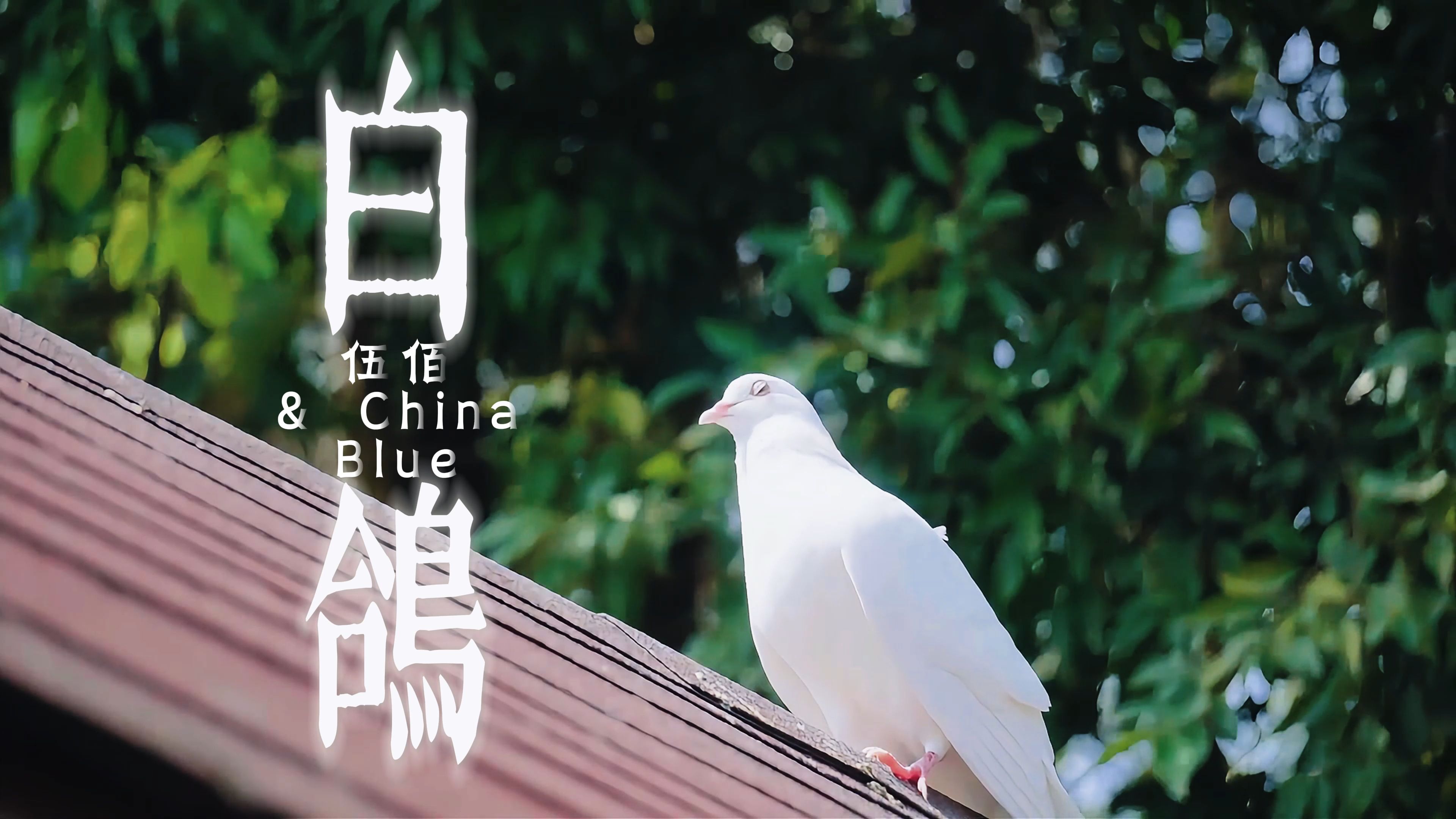 纵然带着永远的伤口 至少我还拥有自由