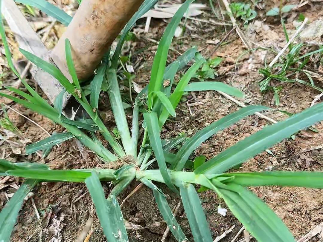 野牛草别名图片