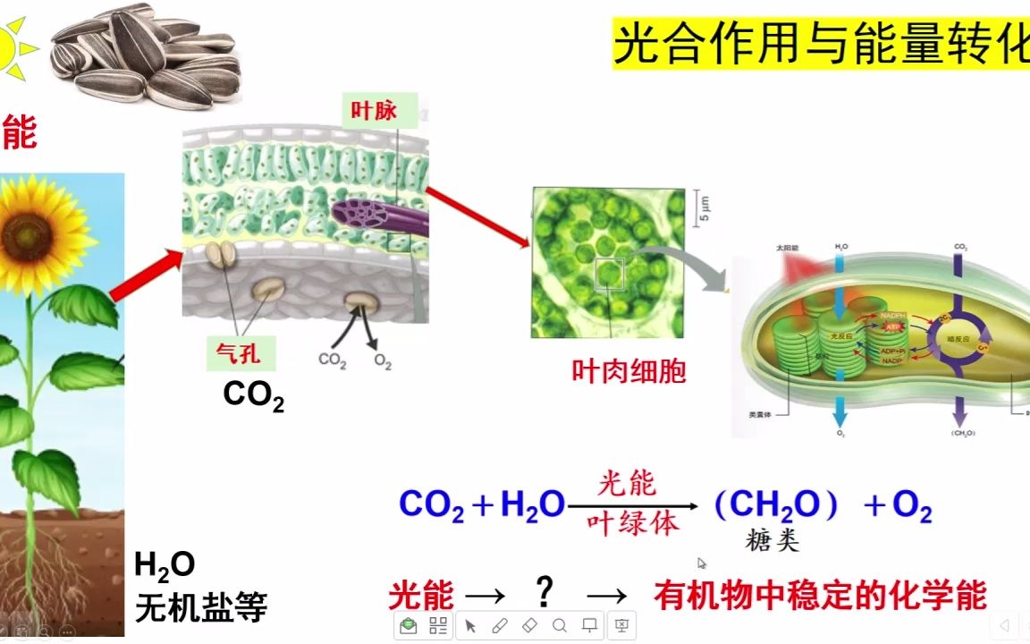 1206生物绿叶中色素的提取和分离哔哩哔哩bilibili