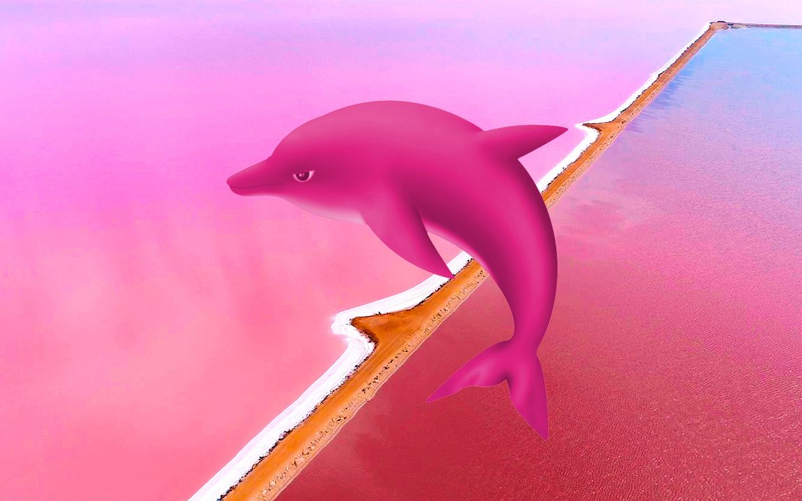 粉色海豚真实图片