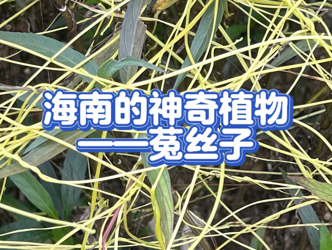 海南的神奇植物——菟丝子哔哩哔哩bilibili