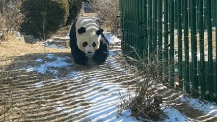 [图]【大熊猫】金虎啊！我要怎么跟游客解释，你不是工作人员扮的，你是只真熊猫!