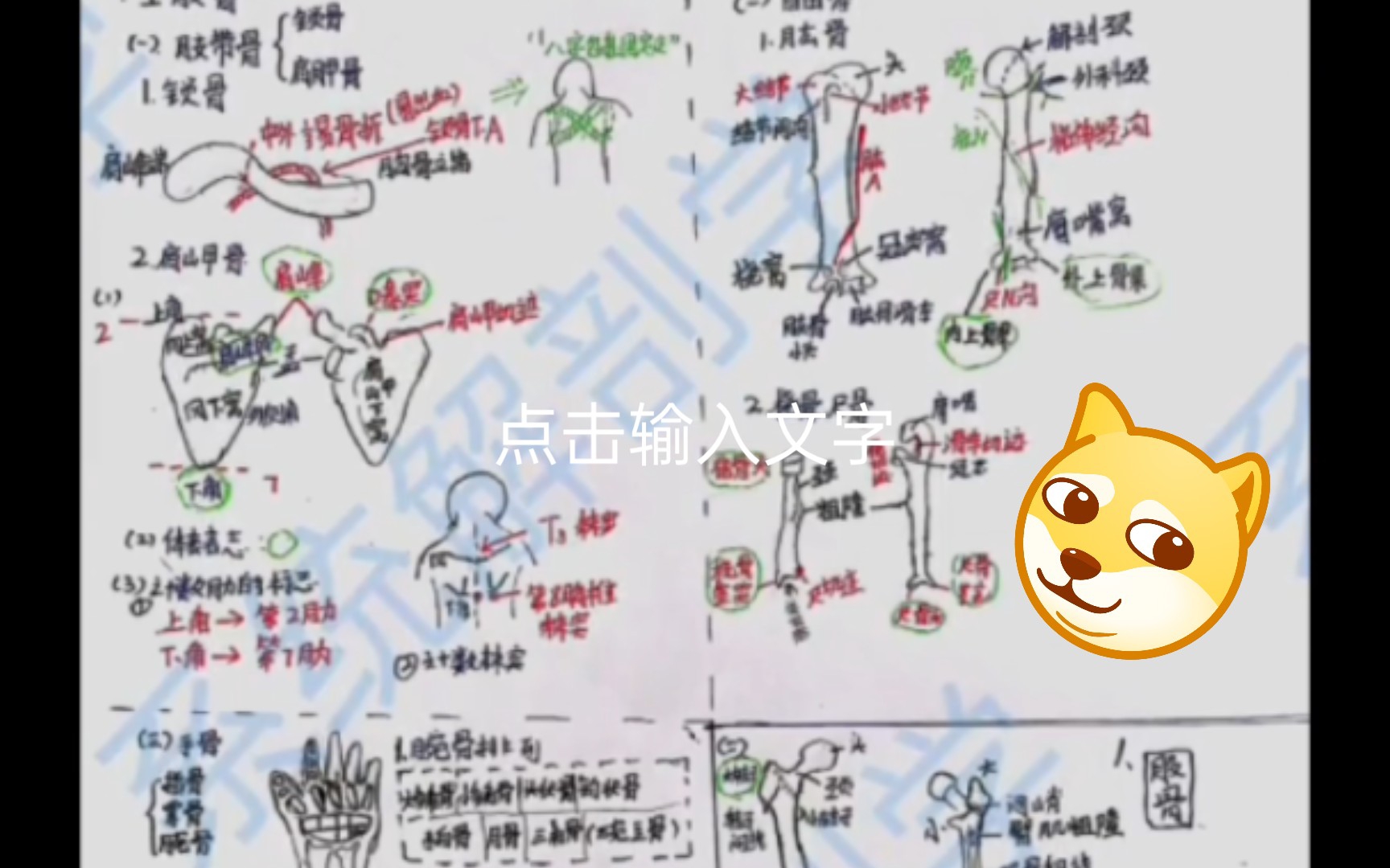 系统解剖学笔记分享(霍坤老师yyds)哔哩哔哩bilibili