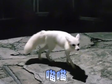 男子投喂白狐后被引见给同伴=男子投喂白狐后被引见给同伴了