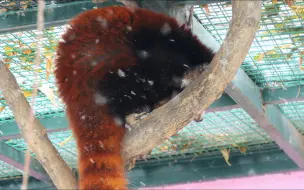 Скачать видео: 【小熊猫#团团】爱美的熊熊冒着风雪洗脸脸