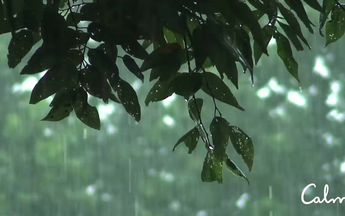 [图]悠扬雨声 | 8小时不间断 | Rainstorm Sounds for Relaxing （Youtube搬运）