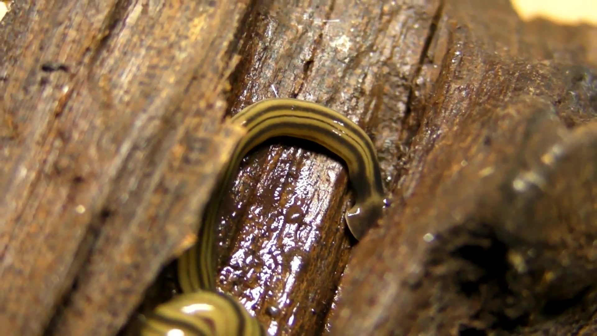 【youtube】涡虫用自己的口包住蚯蚓将其溶解