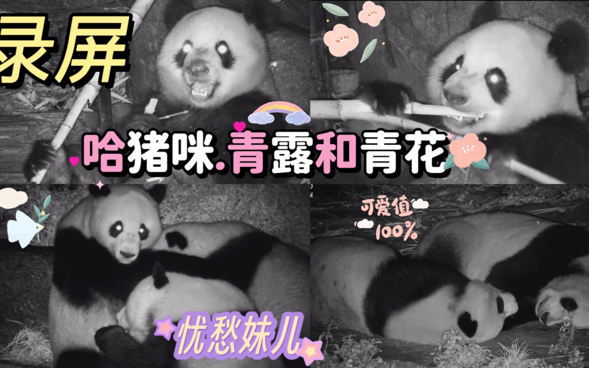 2023.9.10日pandaful夜播录屏,哈猪咪青花青露快乐干饭,鲁鲁完成了碧峰峡夜播KPI,冰妹儿和费头子玩了以后还被闹奶,愁死妹儿了哔哩哔哩bilibili