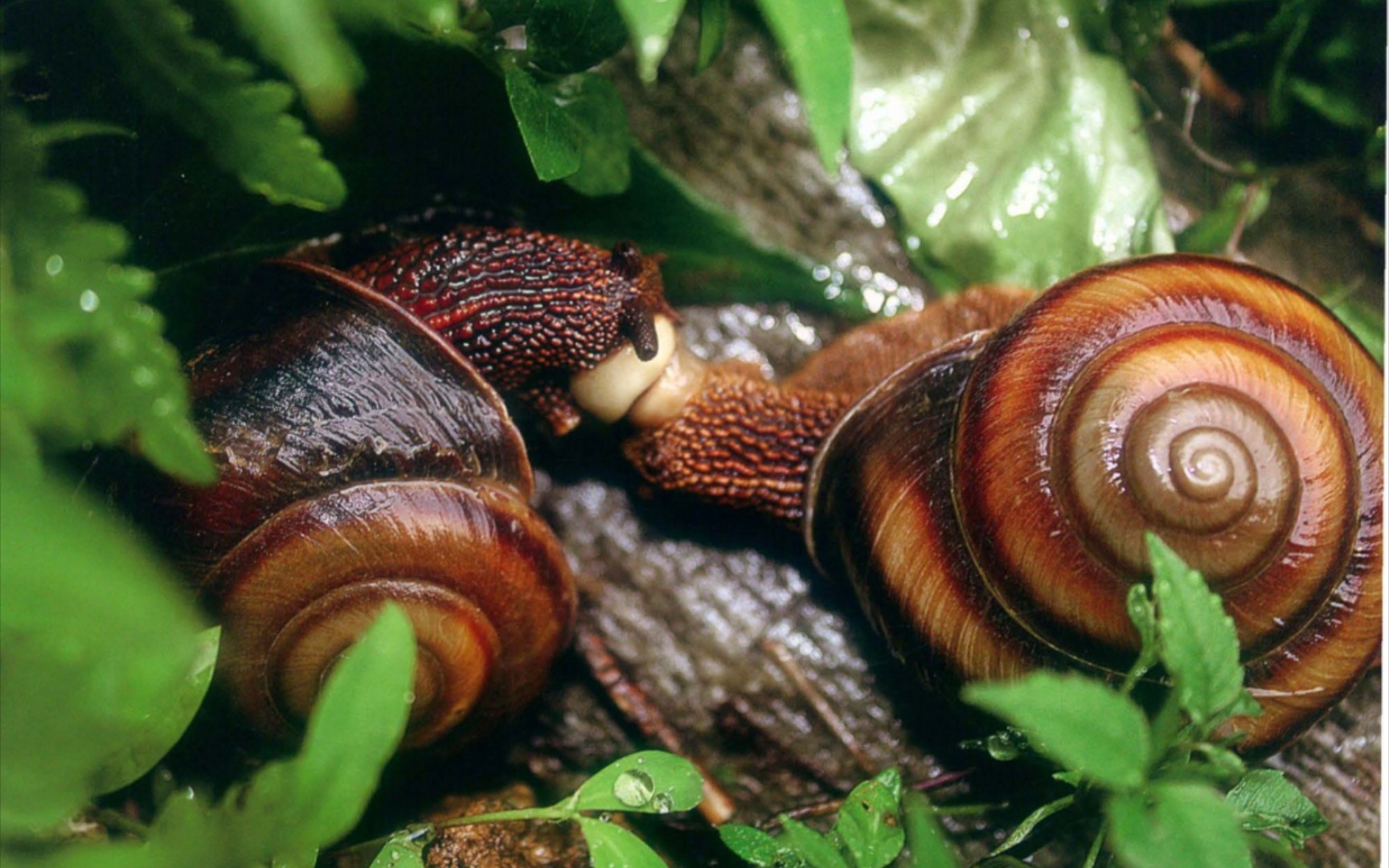 美丽的蜗牛,广德岛蜗牛