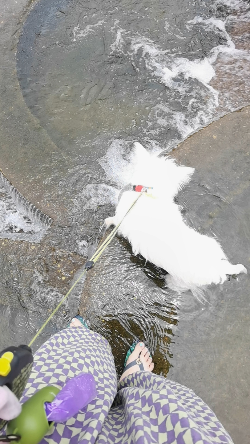 小狗出行:安吉鱼鳞坝玩水2