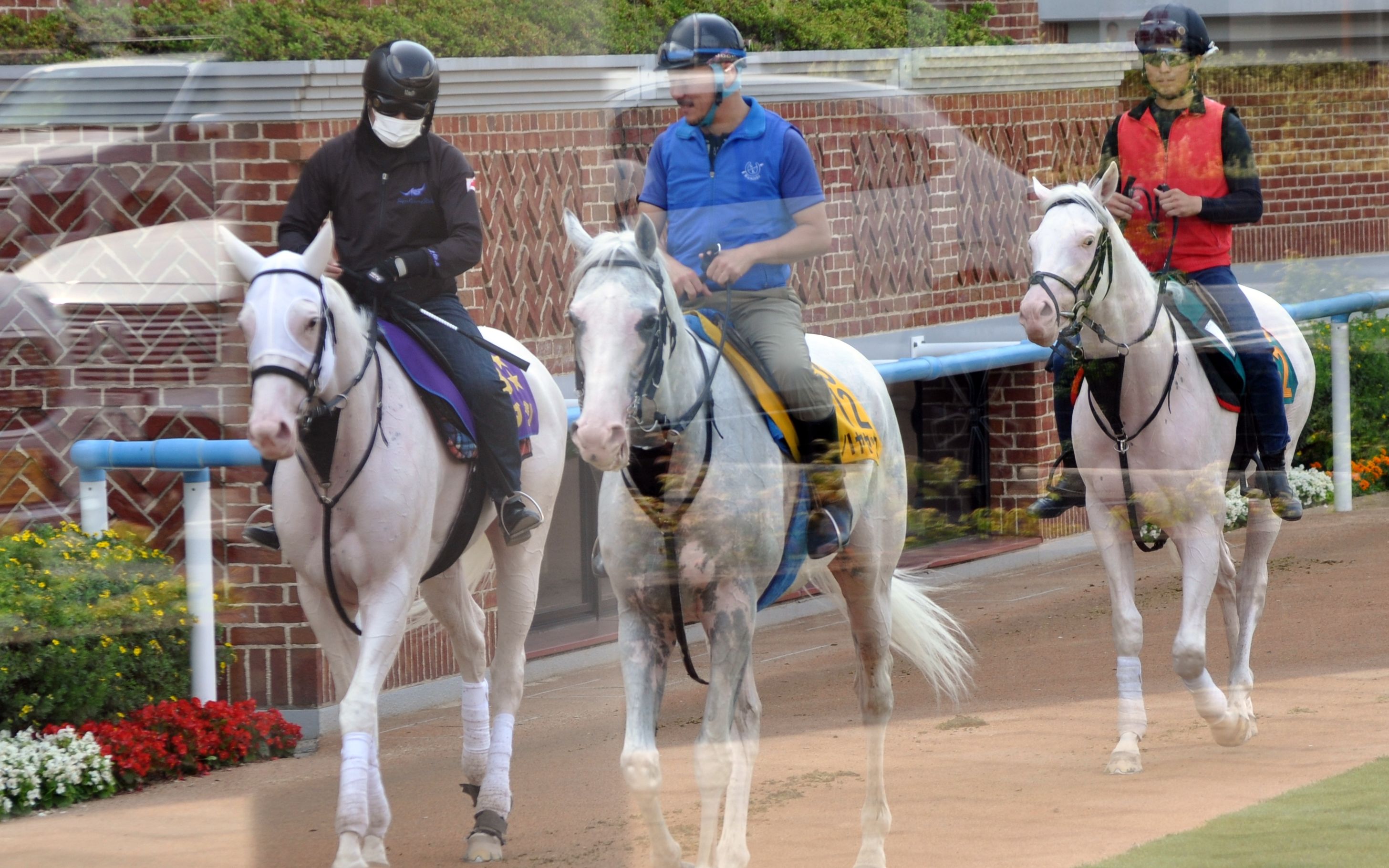 【JRA现役顶流组团散步】纯洁光辉/飞雪驹/白毛船仔Aoraki哔哩哔哩bilibili