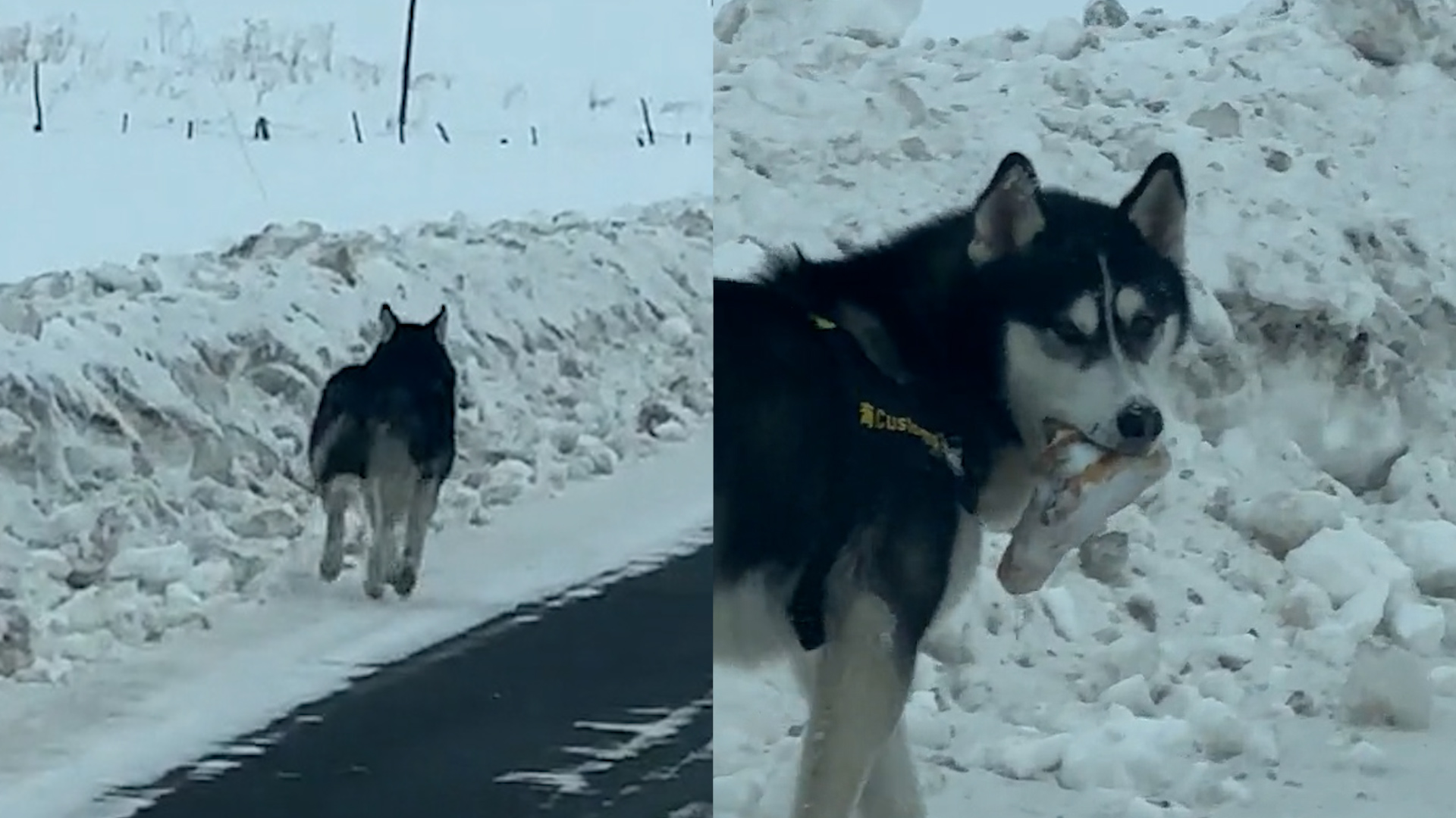 男子开车遇“雪狼”,小心翼翼前行,“雪狼”回眸后惹全车人爆笑哔哩哔哩bilibili