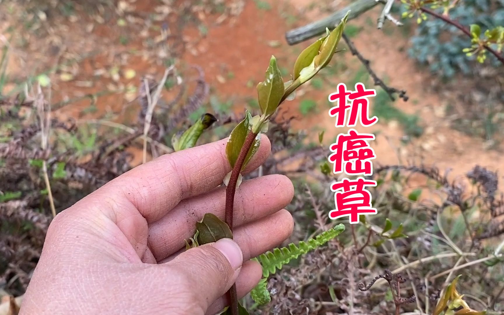 果園裡發現一株