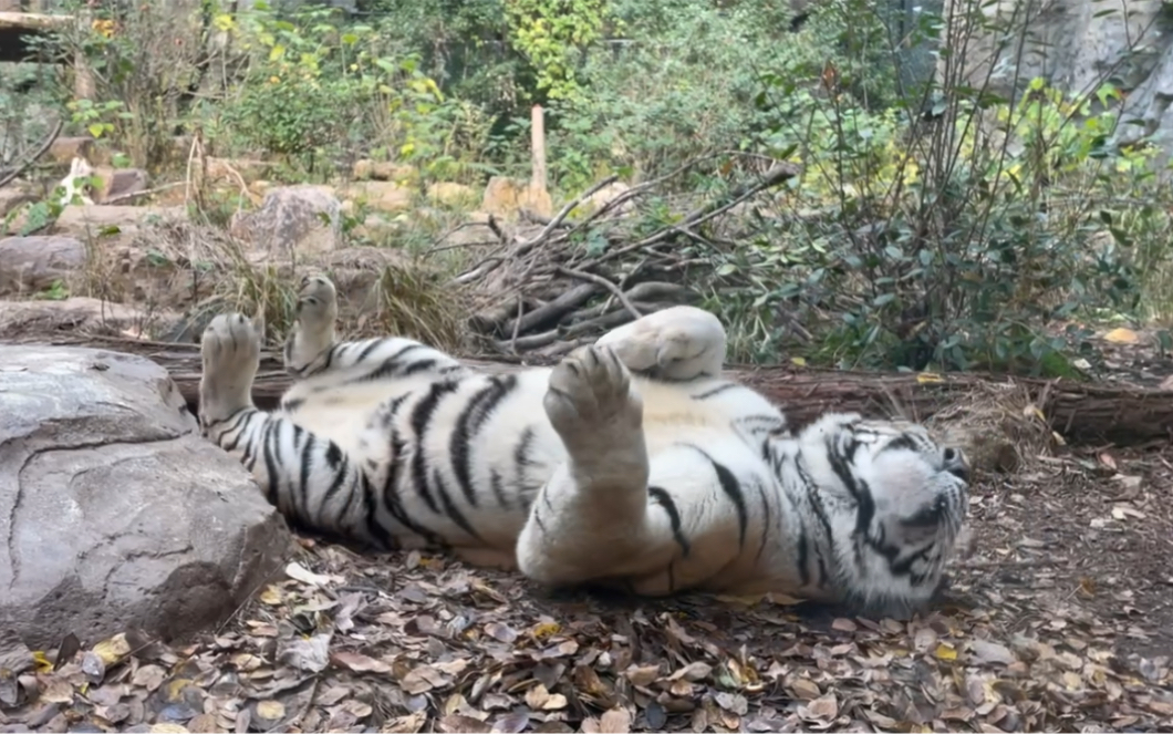 [图]【红山虎馆】当大猫遇到喜欢的香水丰容，是上头的感觉了