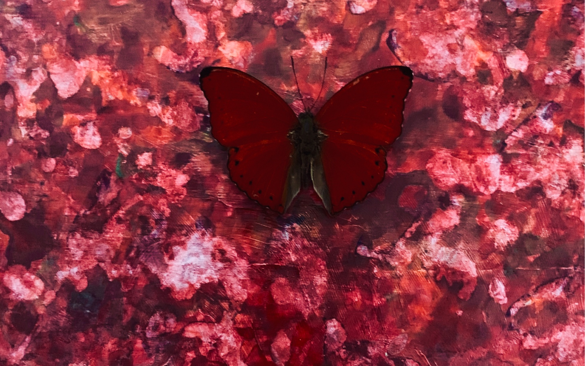 血漪蛱蝶cymothoe sangaris