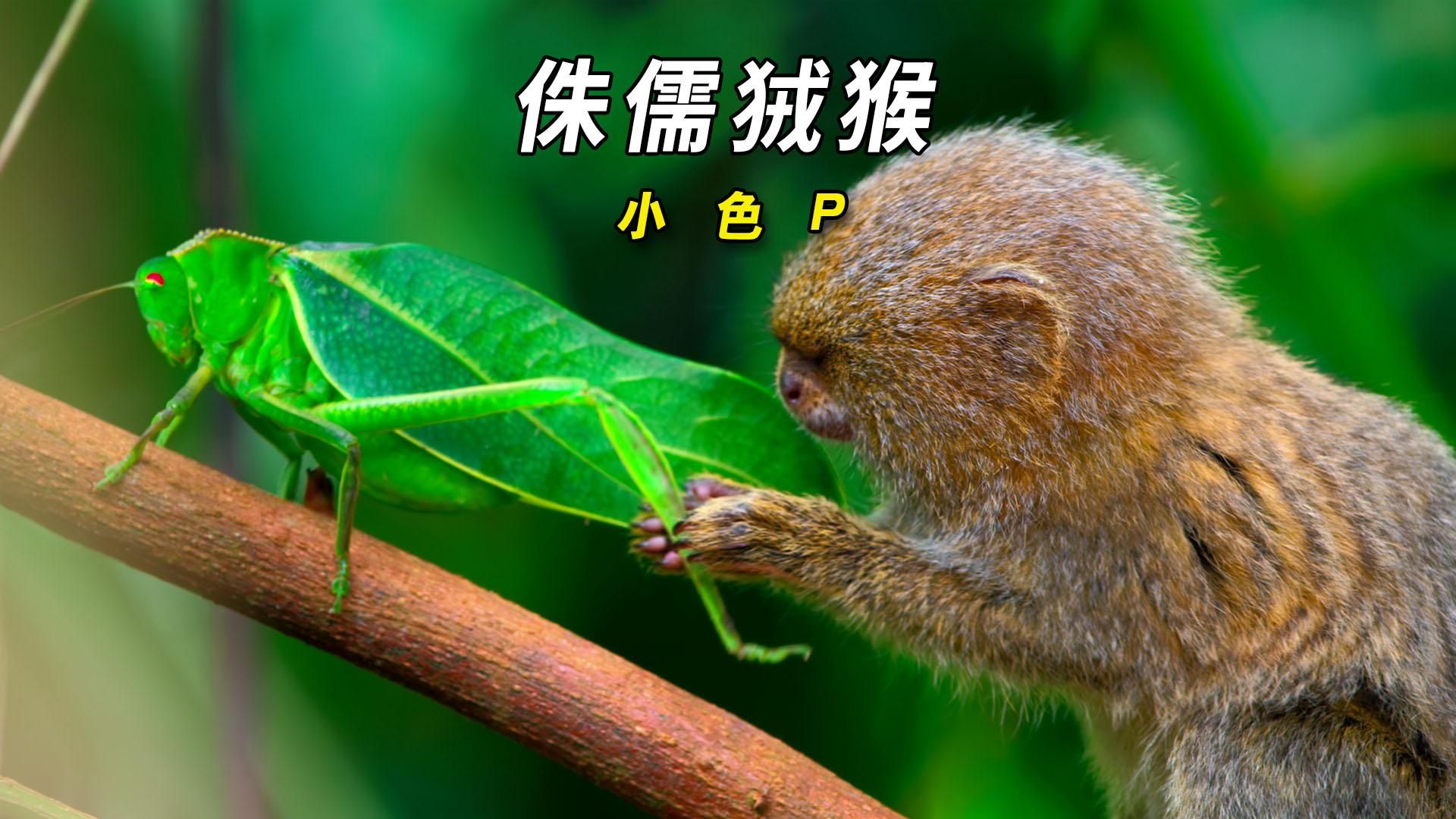 侏儒狨猴,世界上最小的猴,因爱生恨,用嘴解救众生