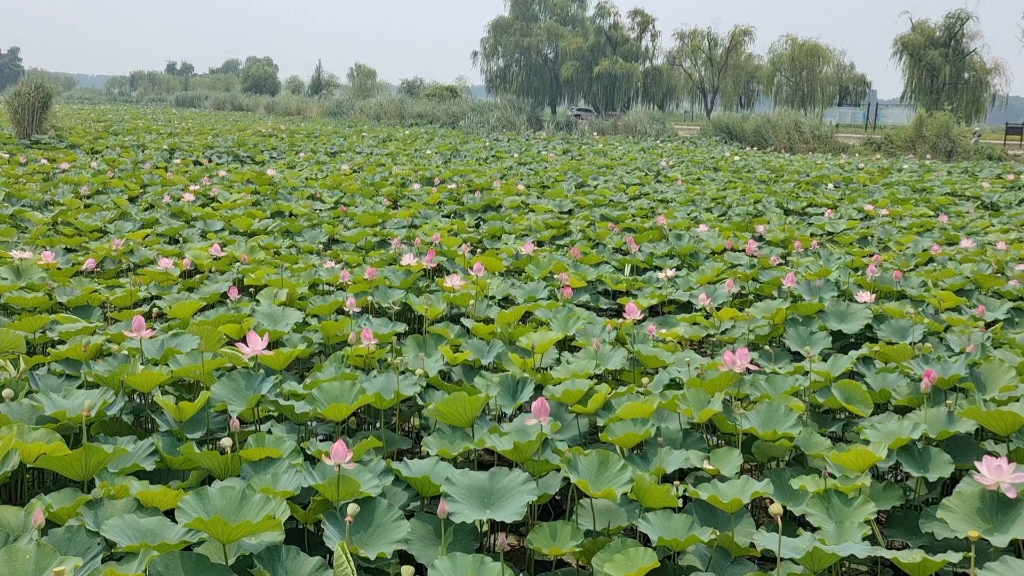 济南章丘白云湖千亩荷花盛开,太美啦,回音亭是最佳观赏地