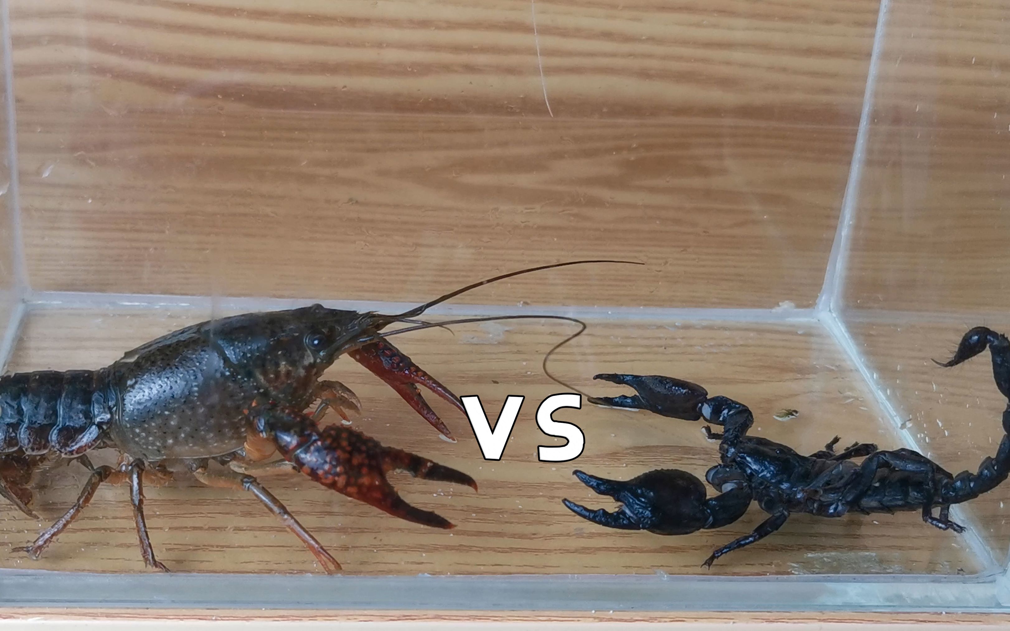 龙虾vs蝎子.