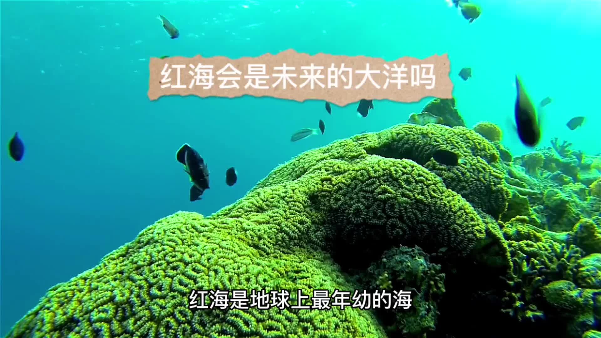 红海在不断扩张吗?人们关于红海会成为大洋的推想能成立吗?哔哩哔哩bilibili