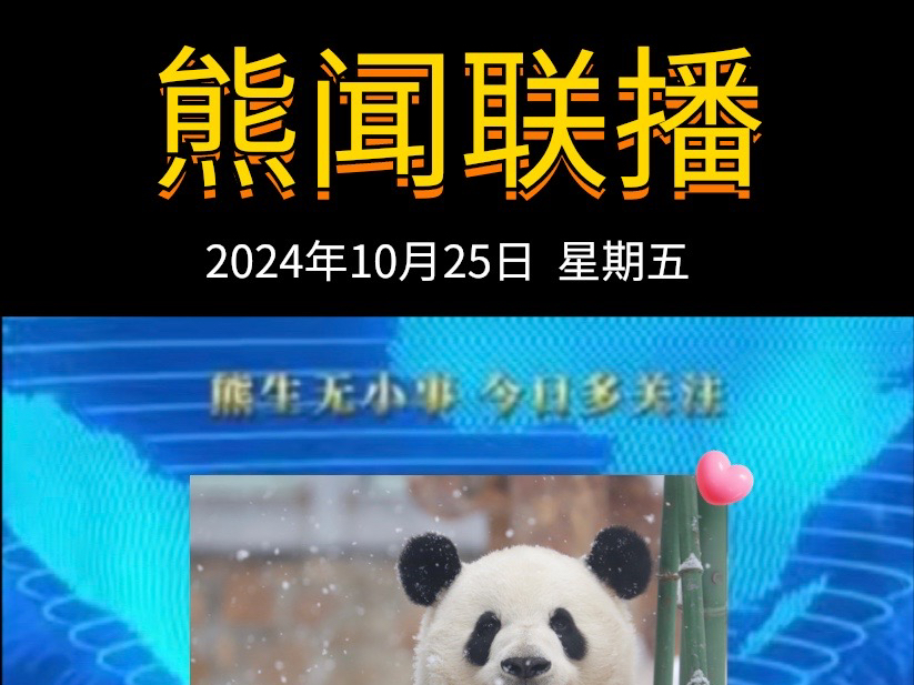 《熊闻联播》|带你了解天下熊事,2024.10.25熊圈又发生了什么?(原视频素材来源网络)哔哩哔哩bilibili