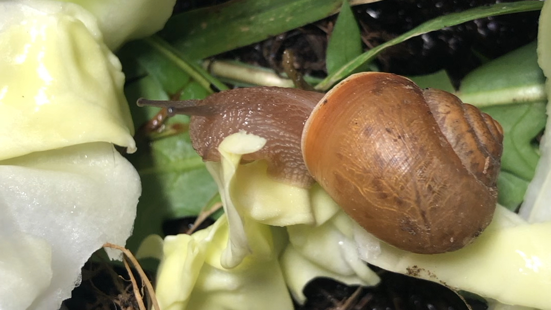 蜗牛吃播!吃菜嘎嘣脆!把手机电脑放最大声音看!嘎嘣嘎嘣!