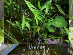 Скачать видео: 讲讲一些挺水植物