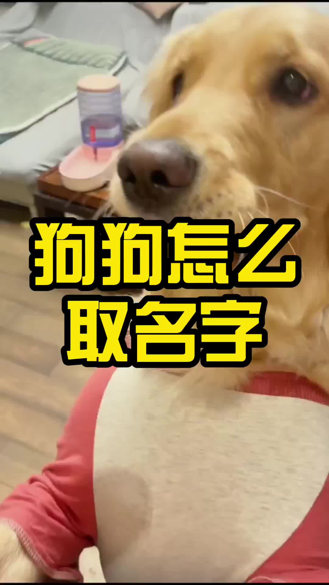 狗狗怎么取名字?哔哩哔哩bilibili