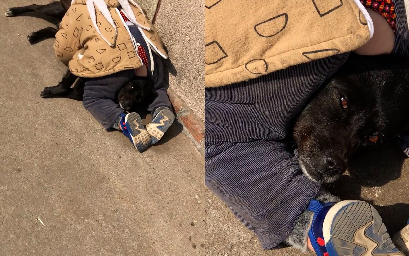 男孩趴狗子身上切磋武艺双腿夹头一动不动狗子满脸生无可恋