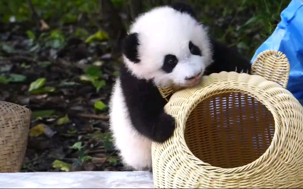 【大熊猫福多多】会爬窝窝会打滚儿的福多多小盆友_哔哩哔哩_bilibili