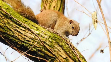 柳丝水中长松鼠林间跳