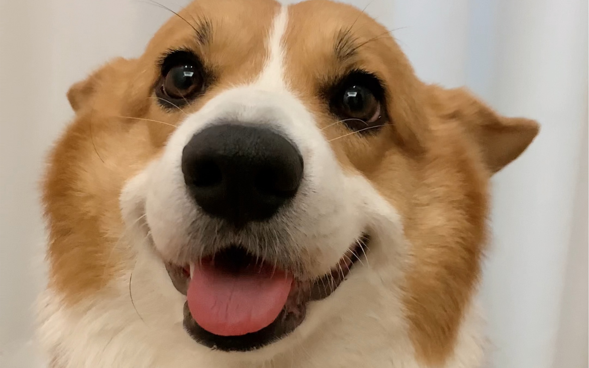 谁家小狗一穿雨衣就横着跑啊?像骑马还是像走螃蟹步,不确定再看看