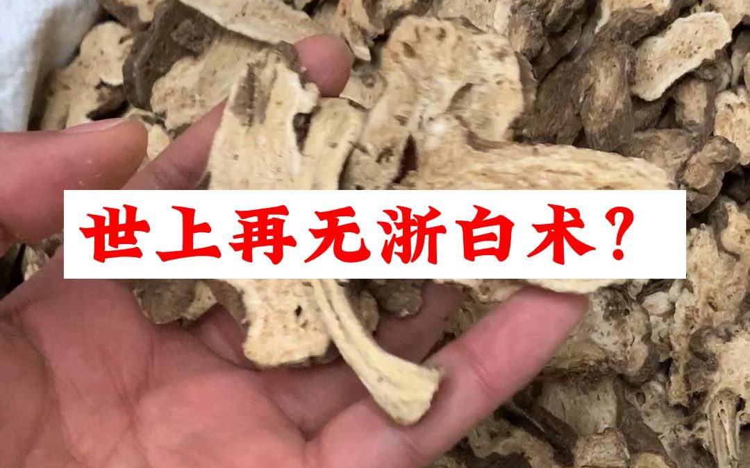 世上再无浙白术?哔哩哔哩bilibili