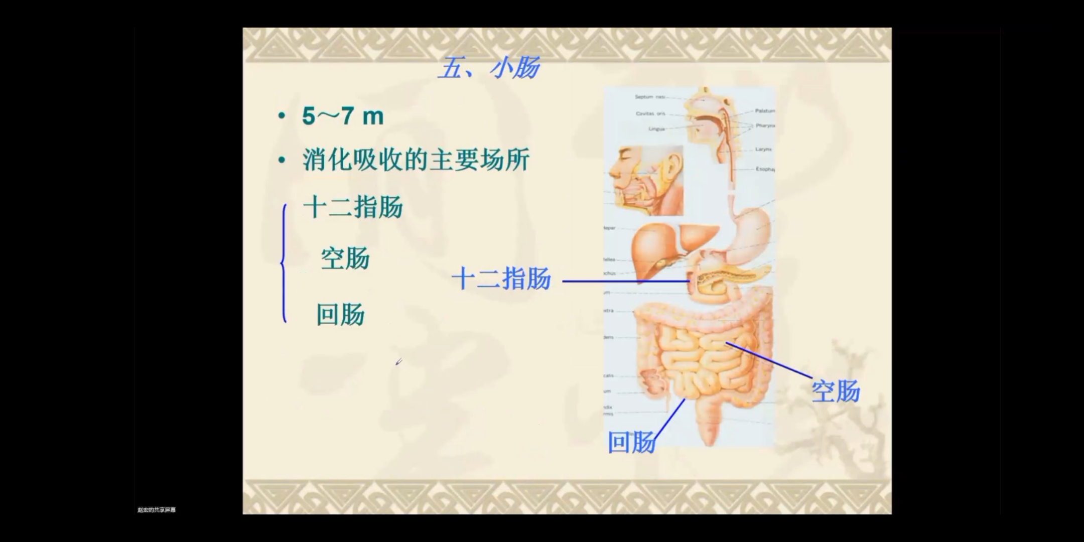 [图]人体解刨与组织胚胎学——小肠