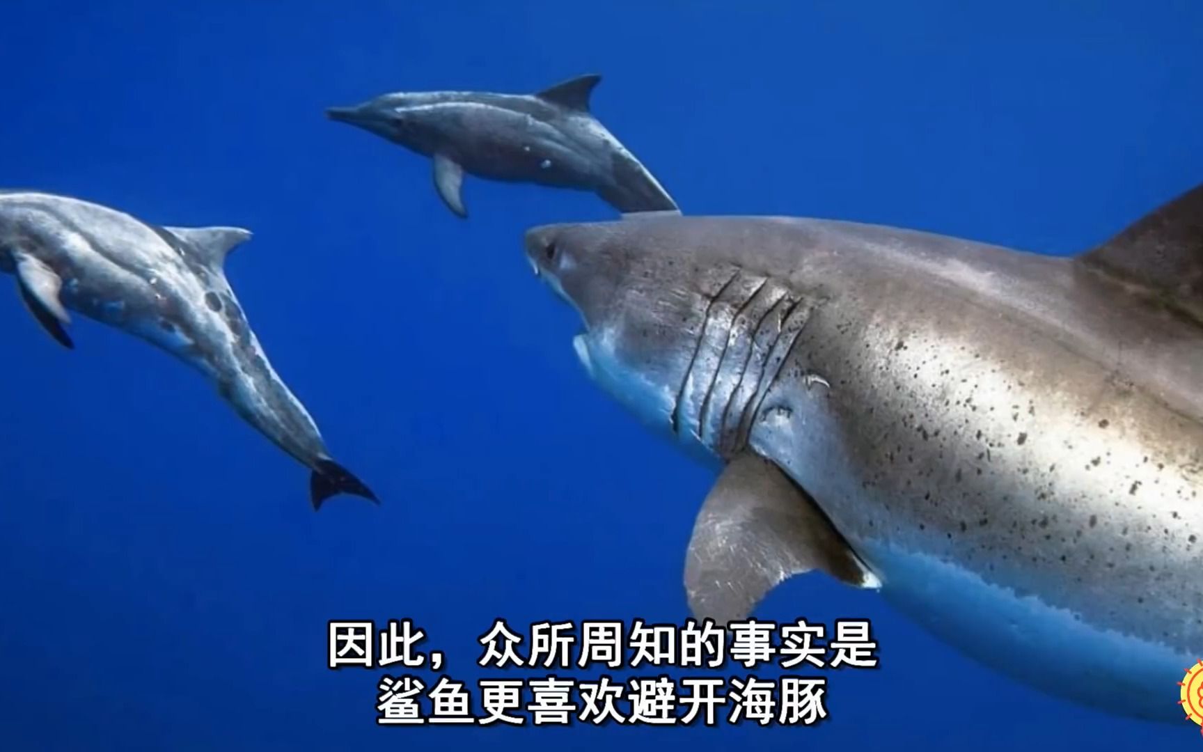 为何残暴的大白鲨会惧怕海豚?