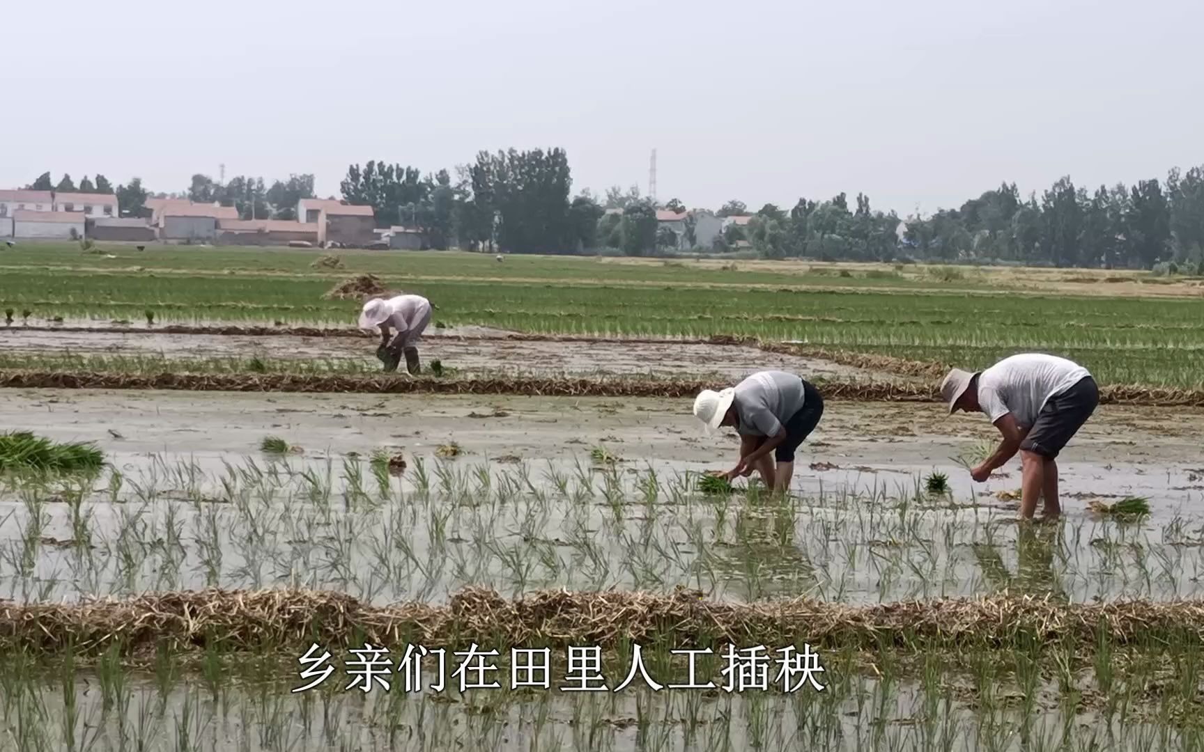 [图]【农村生活】实拍丰县赵庄乡亲们种水稻，我们吃的大米，就是这样种出来的！