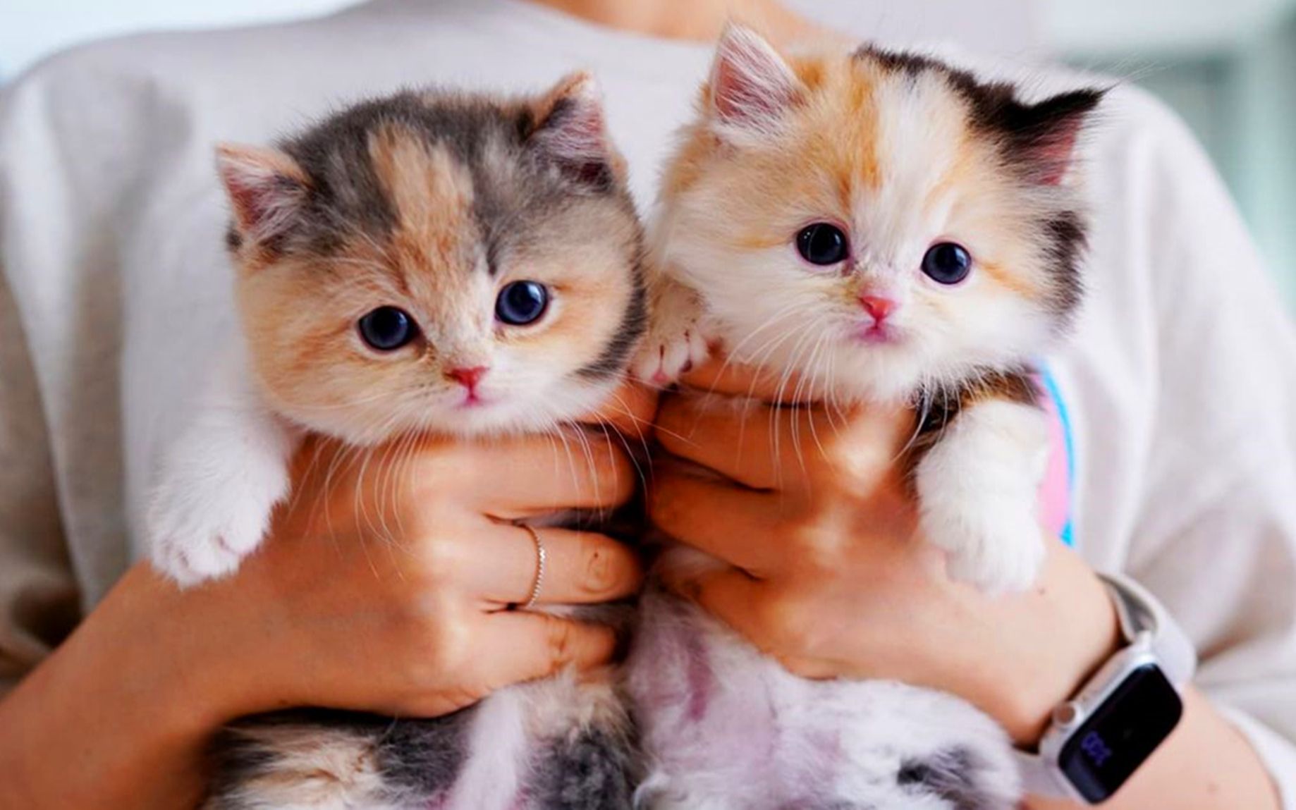 两只可爱的三花猫,愉快的自娱自乐的玩耍,太萌了_哔哩哔哩_bilibili