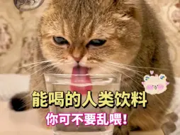 猫主子能喝的人类饮料，新手铲屎官快看过来🐱