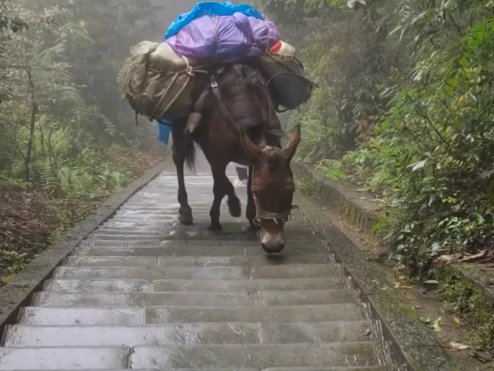 峨眉山:路遇负重骡子,看到爬山梯颤抖的腿,眼角的泪,挣钱好难.哔哩哔哩bilibili