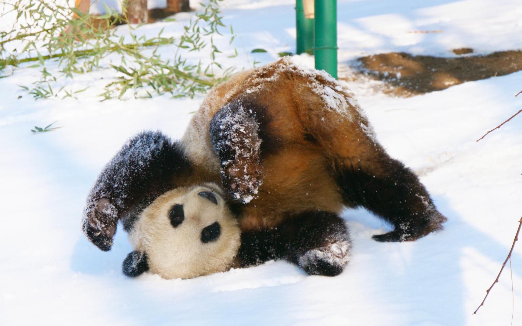 【大熊猫格格】雪地撒欢打滚超开心 糯米糍沾满糖霜